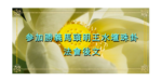 参加勝義馬頭明王水壇珠卦法會後文